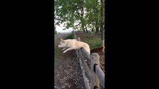 "A Dog Jumps Over A Fence, Flips And Gets Back On His Feet"