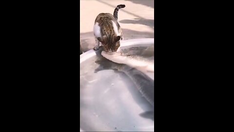 Cat vs fish funny clips ever!