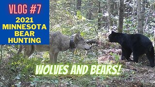 Minnesota Bear Hunting VLOG #7 | Wolves and Bears