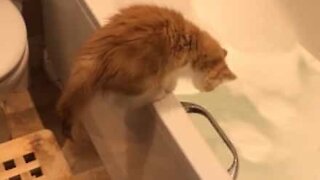 La curiosité de ce chaton le fait tomber à l'eau