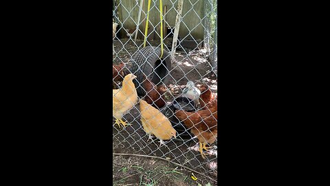 Ducks in pen