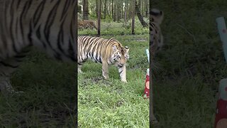 Summer Treats & Cleanup at Big Cat Rescue!~part 3 of 3