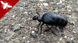 Oil Beetle (Meloe cicatricosus) - Toxic Blister Beetle