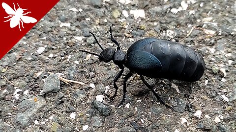 Oil Beetle (Meloe cicatricosus) - Toxic Blister Beetle