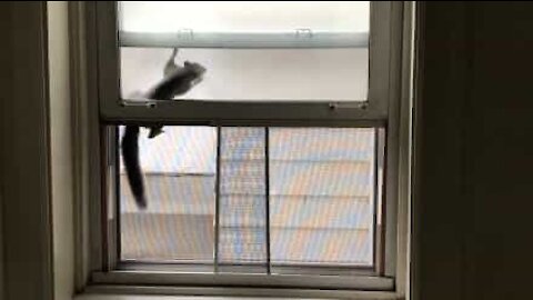 Scoiattolo in trappola tra la finestra e la zanzariera