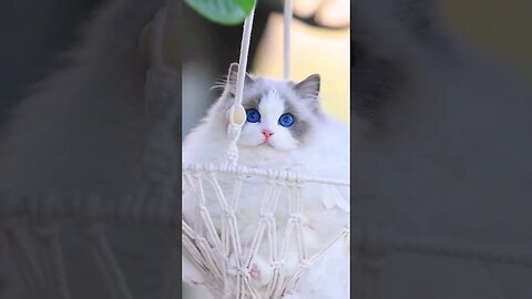 So Cute Meowing Cat || 🥰😽|| #shortsfeed #cat #youtubepets