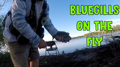 Bluegills On The Fly