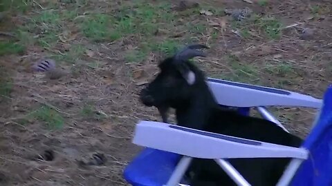 Goat chillin in a beach chair