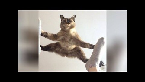 😇 Owners are CRYING, you are LAUGHING! 😹 -The Funniest Cat Videos on the Internet