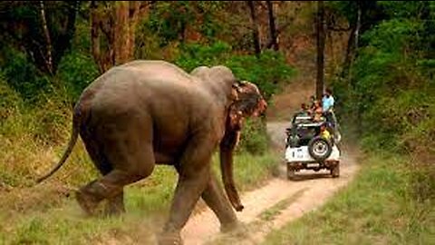 Angry Wild Elephant Trying To Attack Villagers