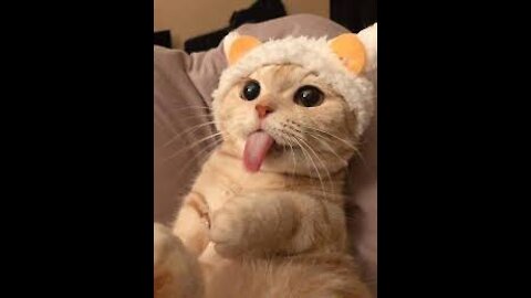 Funny_Cat_Vines Short Videos