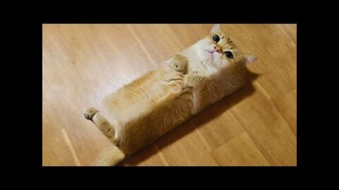 Super Cute Pets Video | Cute Pets Doing Funny Things
