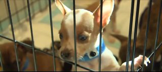 Animal shelters still battling to save rescued puppies from Parvo infection