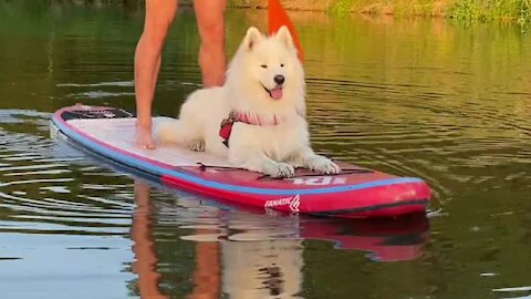 Cute Samoyed loves riding on stand up paddle board