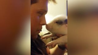 The Ultimate Baby Pig Whisperer