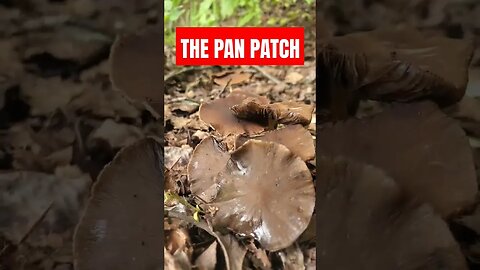 The Pan Patch Alaska #mushroomhunting #joerogan