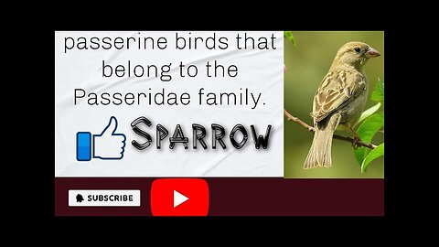 Sparrows are small passerine birds