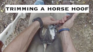 Trimming a HORSE HOOF - It's what I do