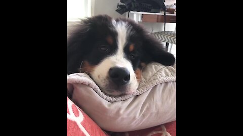 Berner puppy embarrassingly falls off the couch