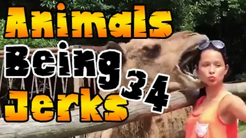 Animals Being Jerks #34