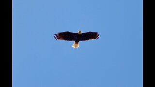 Very quick bald eagle fly by