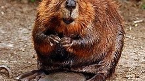Beaver walks home after tough day at the dam