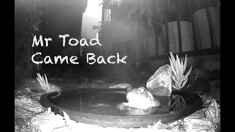 Mr Spadefoot Toad came back