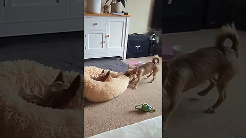 Chihuahua pushes her sister out of bed 😆