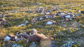 Animals Dying Everywhere - Only Just Starting - How and Why