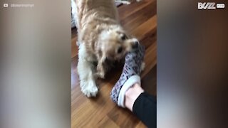 La passion de ce chien? Voler les chaussettes à même vos pieds!