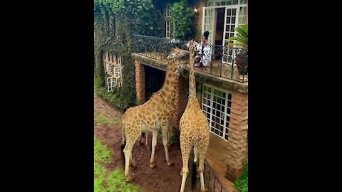 The world famous Giraffe Manor in Nairobi.