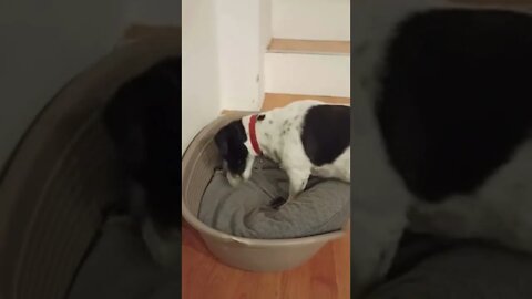 Silly dog thinks she's burying her food in her bed #dogs #shorts #youtubeshorts