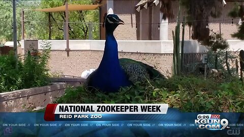 Day in the life with a Zoo Keeper for National Zoo Keeper week