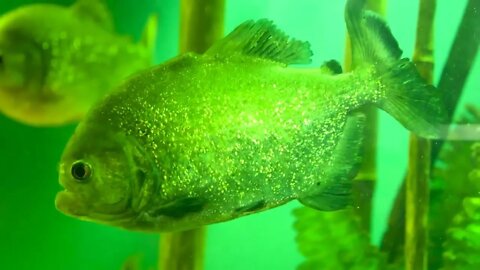 Dangerous piranha fish in the aquarium at the zoo