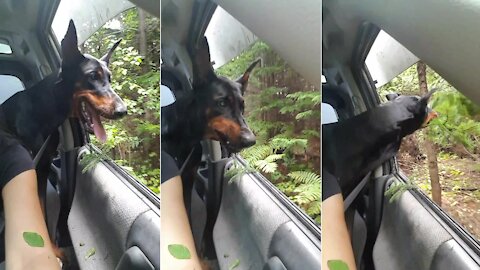 Doberman Hilariously Grabs Tree Branches As They Drive By
