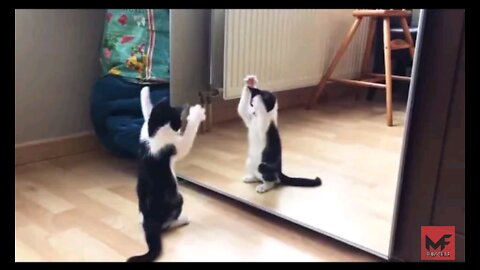 Gatos Engraçados 2021- Funny cat reaction - video engraçado #Shorts