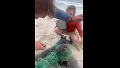 Men Rescue Baby Seals Tangled In A Net