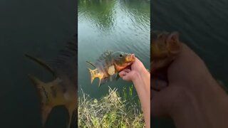Mayan cichlid with a rattle trap!
