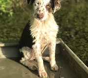 Australian Shepherd Puppy takes First Swim