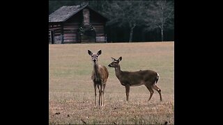 Deer in chickamauga