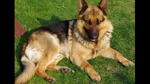 "German Shepherd Genius: Ball Retrieval Mastery"