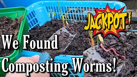 We found worms! Setting up a worm farm for composting for the first time for free compost.