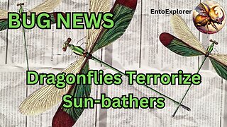 Bug News - Dragonfly Swarm Takes Over Rhode Island Beach