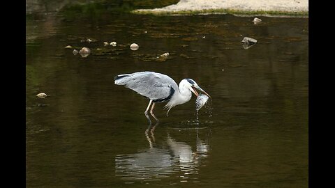 Birds hunting Snakes and Fishes: A Closer Look