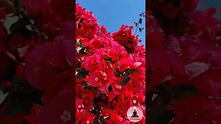 Blooming Red Paper Flowers & Sunny Blue Sky | Relaxing Nature Video