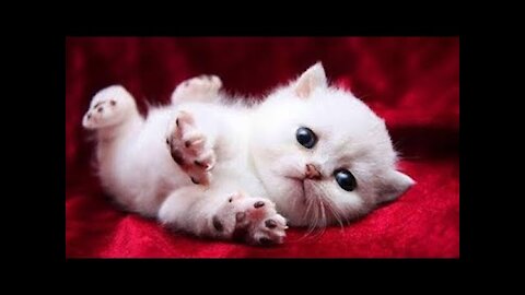 So Cute Cats OMG ♥ Best Funny Cat Videos 2021
