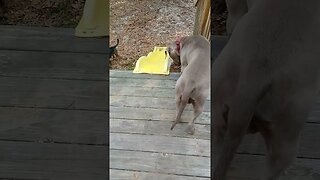 Dog having fun on a slide...