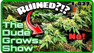 DON'T make THIS Grow Light Mistake - The Dude Grows Show 1,427