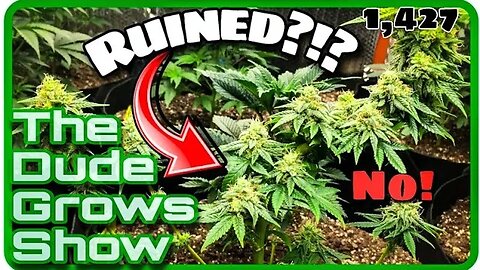 DON'T make THIS Grow Light Mistake - The Dude Grows Show 1,427
