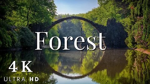 Forest 4K Nature Relaxation Film | Relaxing Music | Nature Sounds of Jungle, Rainforest-Cute Animals